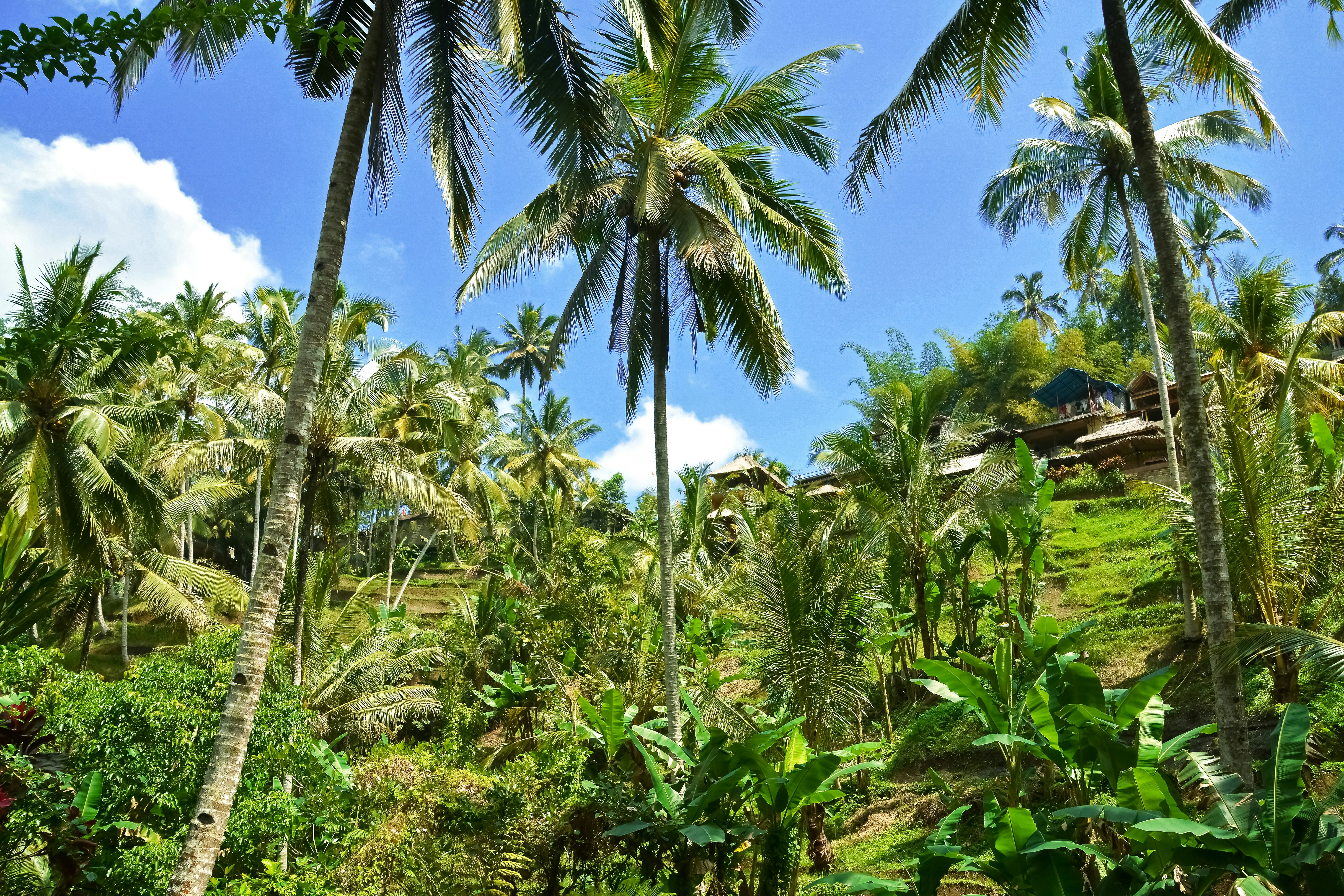 coconut trees near houses during daytime
